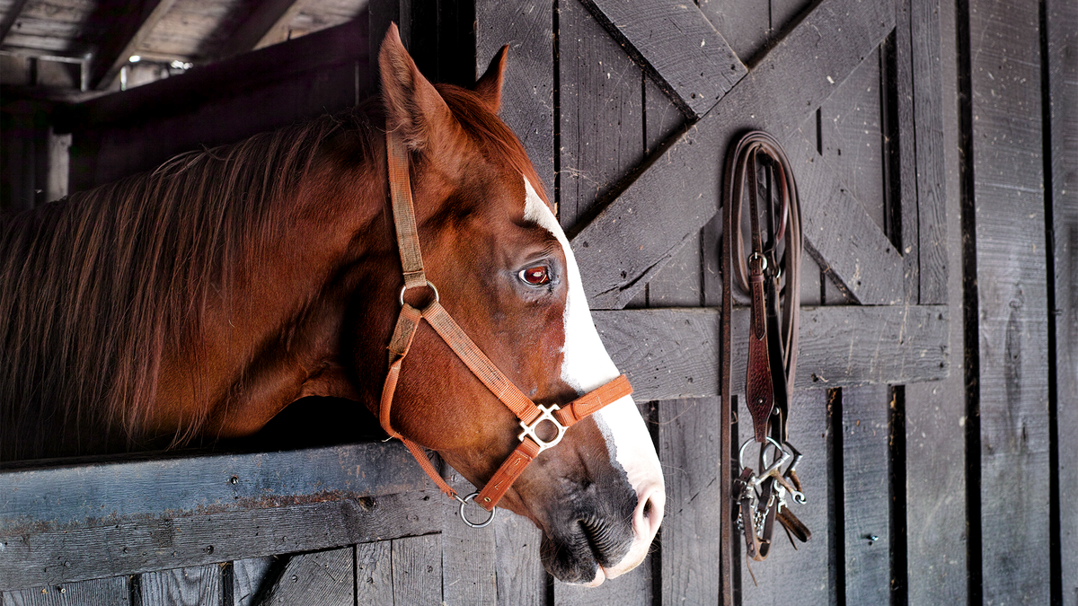 Horse Without Health Insurance Unable To Afford Being Shot In The Head