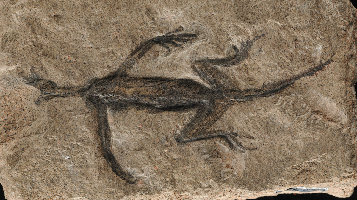 This Famous ‘Fossil’ Is Just a Painted Rock