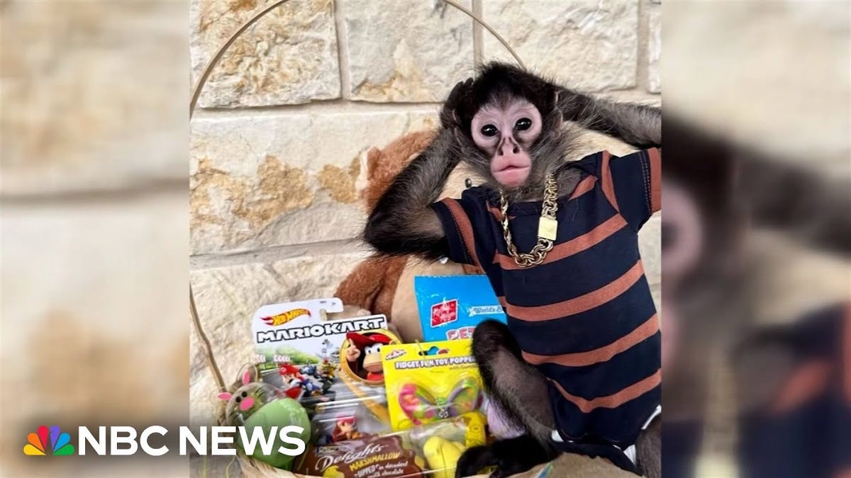 Texas Influencer’s DUI Arrest Leads To Spider Monkey Confiscation, And Now She Wants Him Back