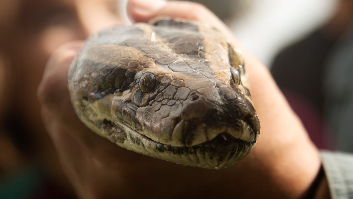 Snake hunters capture the biggest python ever found in the Florida ...