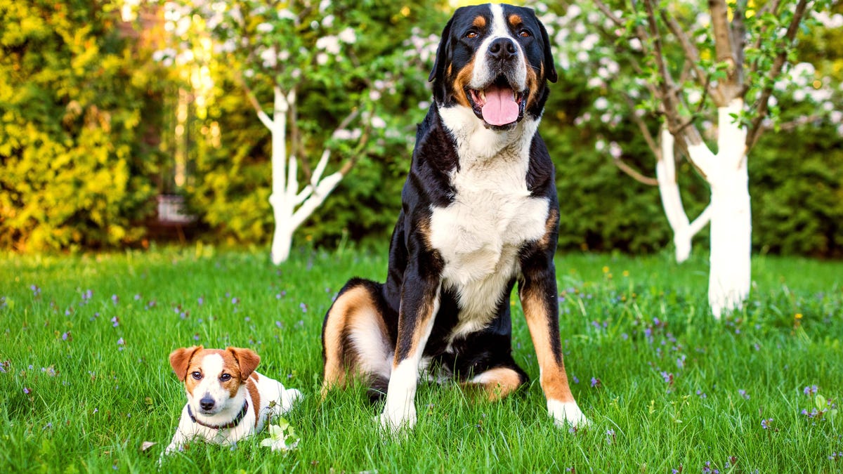 Perros pequeños versus perros grandes: ¿cuáles son menos saludables?