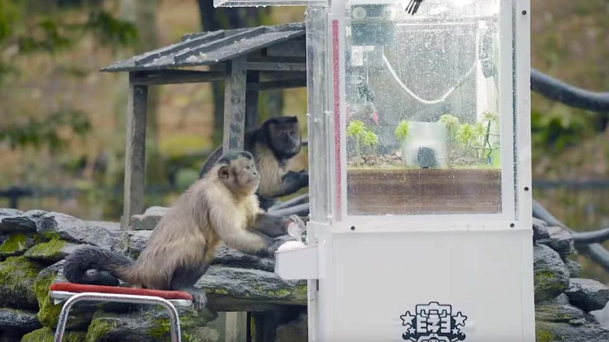 son inteligentes los monos capuchinos