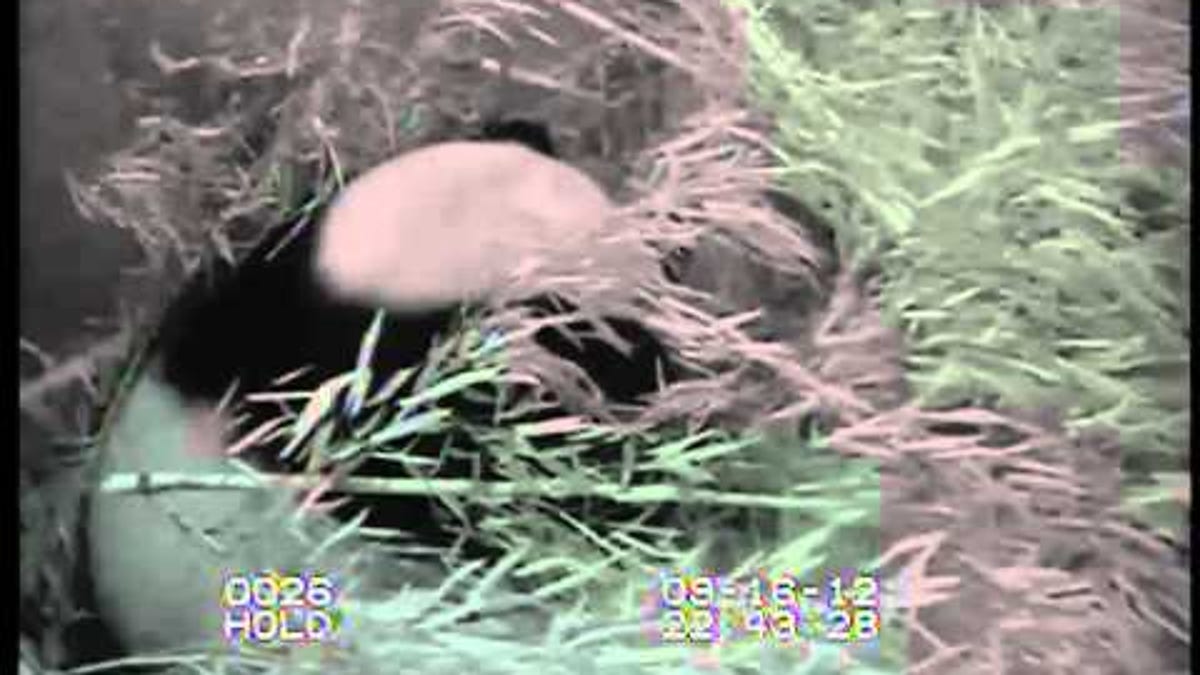 Drop everything — a baby panda was just born at The National Zoo, and