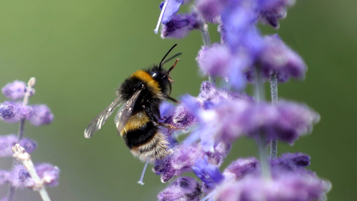 Researchers find bees are inherently optimistic