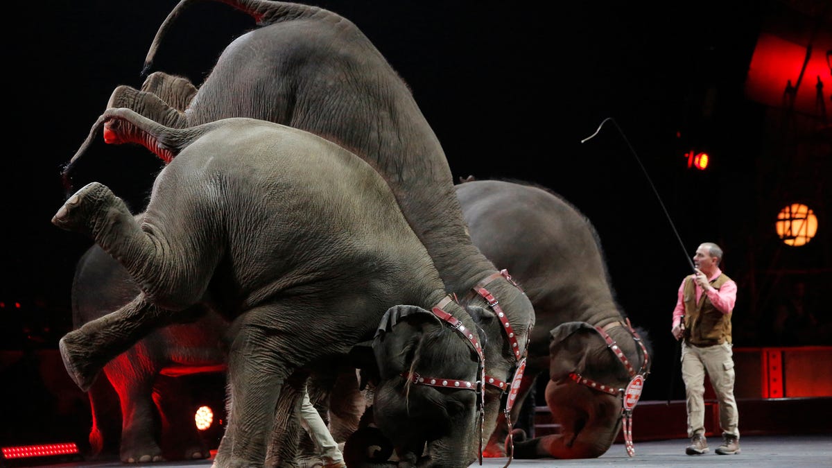 The Ringling Brothers stopped featuring elephants, ticket sales dropped ...