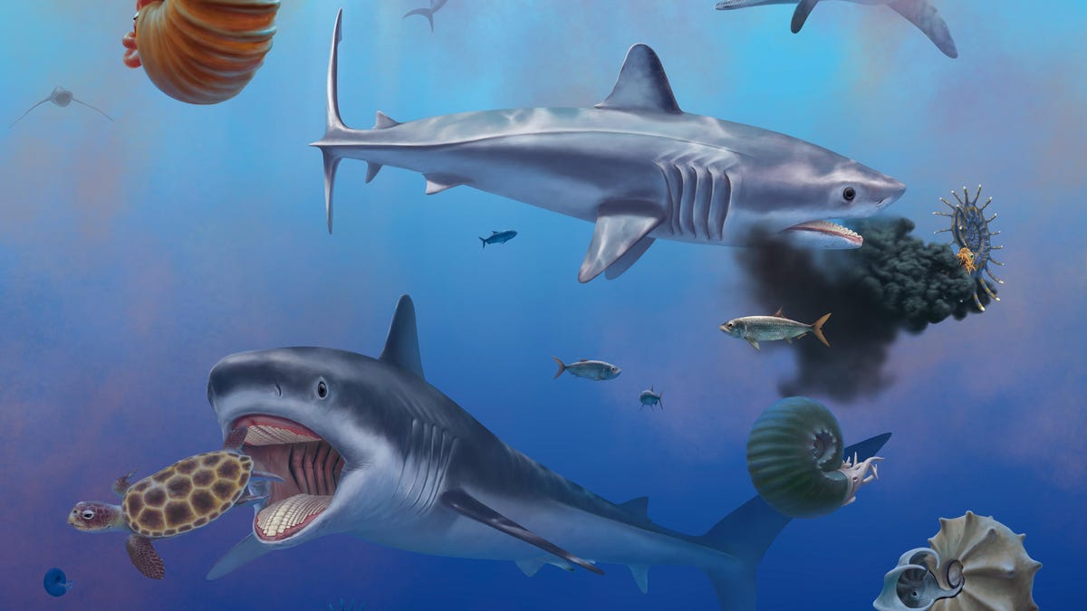 Los paleontólogos no están de acuerdo sobre qué es realmente este exquisito fósil de tiburón