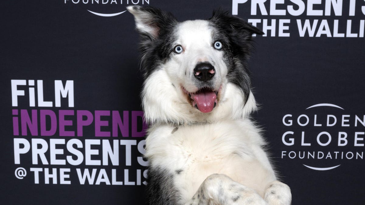 The dog from Anatomy Of A Fall caused friction in the Academy