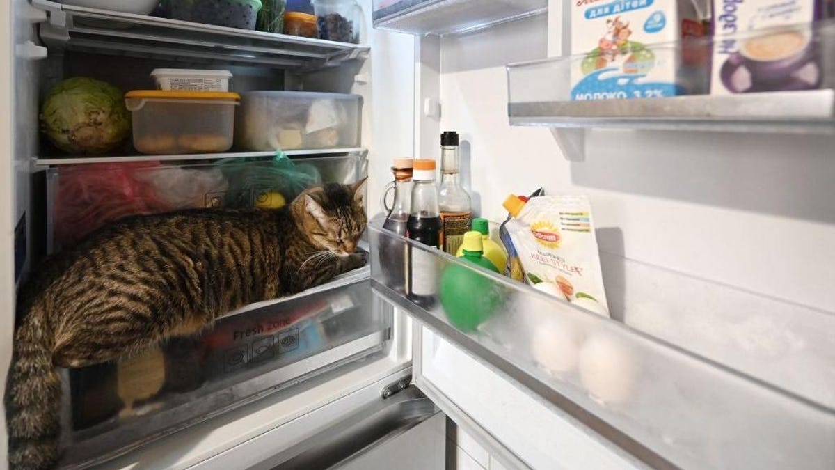 Are your pets obsessed with the fridge