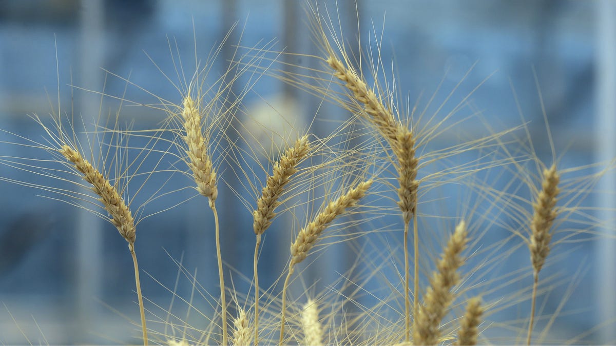 Gluten-free wheat flour is close to becoming a reality