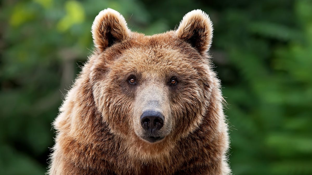 Black Bears - Great Smoky Mountains National Park (U.S. National