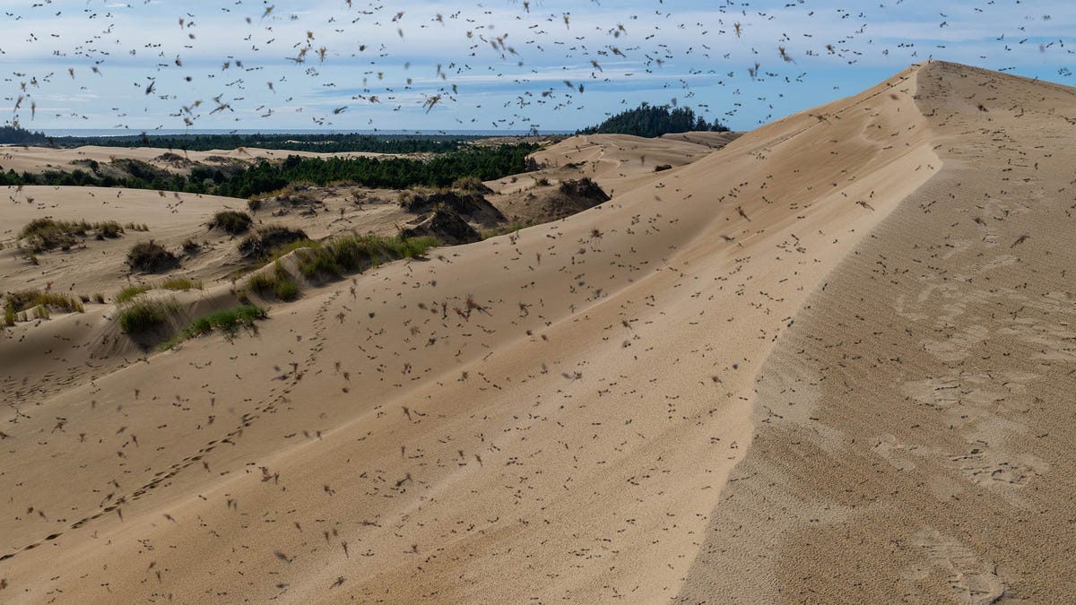Dune Buggy