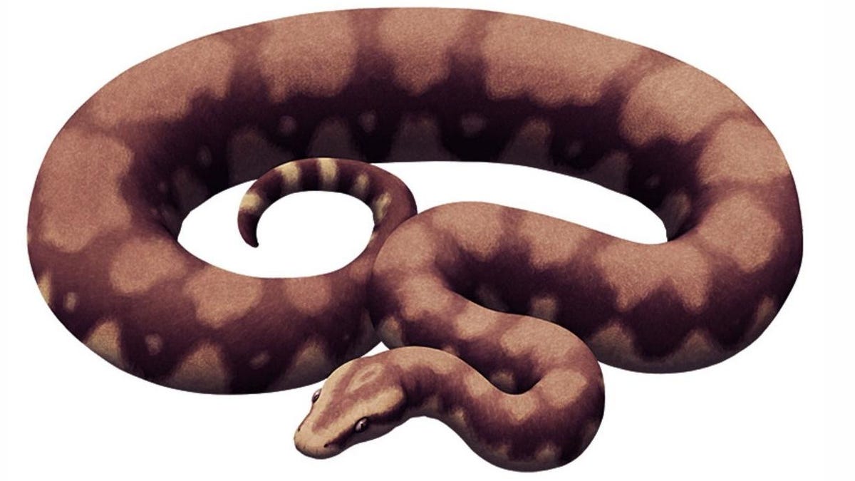 Una serpiente fósil de 50 pies de largo puede ser la más grande que jamás haya existido