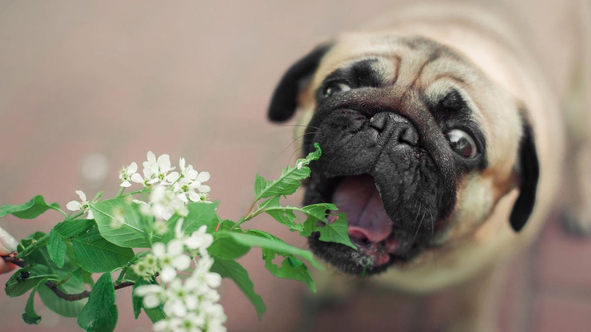 son las plantas de palma de gato venenosas para los perros