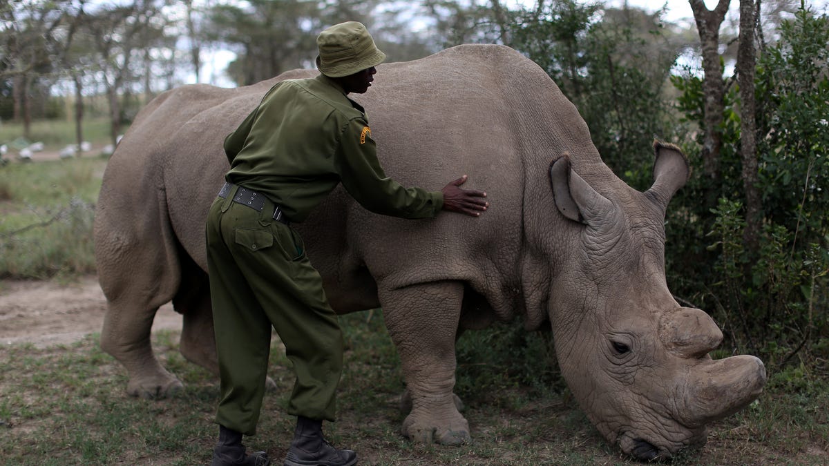 China legalizes rhino horn, tiger bone use for medical purposes