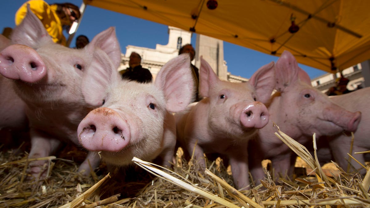 Pigs with human hearts, and other wild tales from the future of organ donation