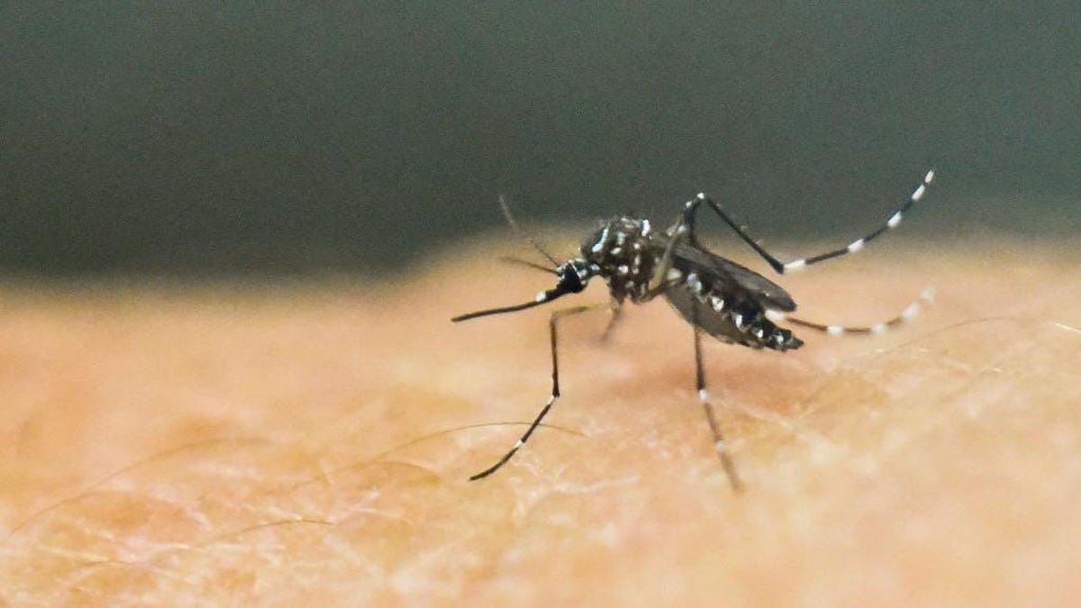 34e93ee3755eae8f0eefb5502938ce2a What If a Mosquito Goes in Your Mouth? Unlikely Risks