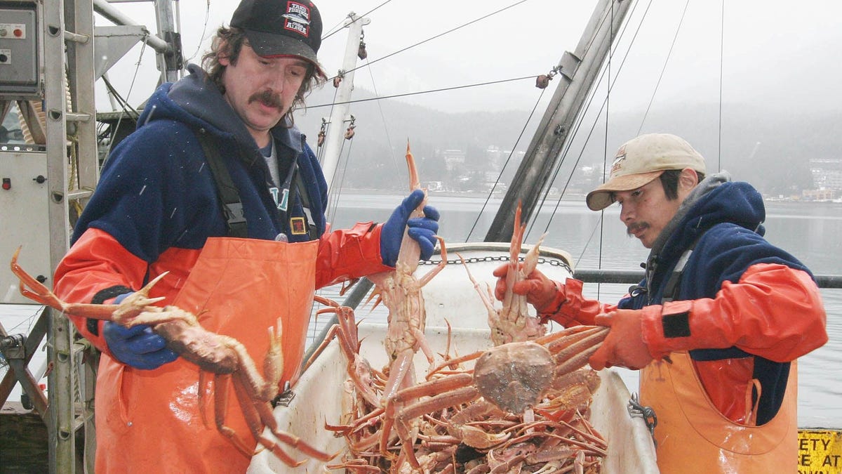 Alaska's Snow Crabs Have Vanished