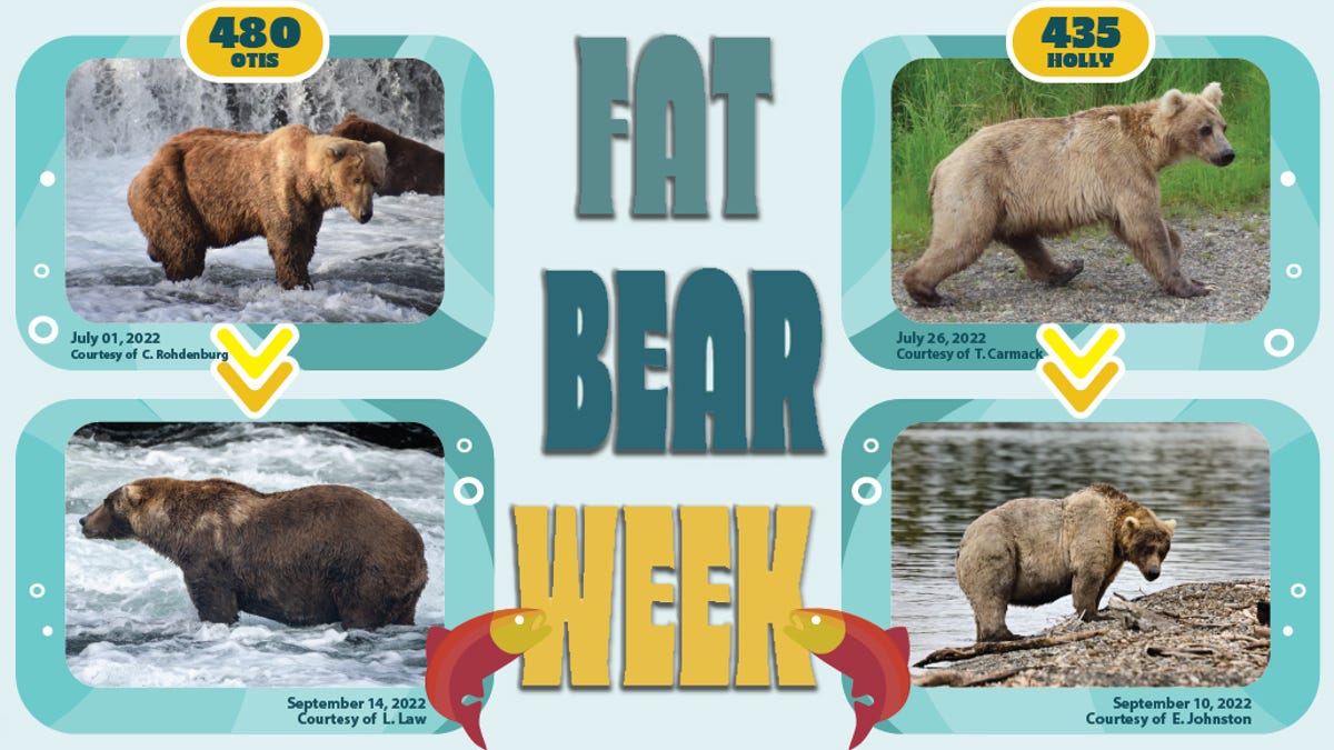 Fat Bear Week is here!