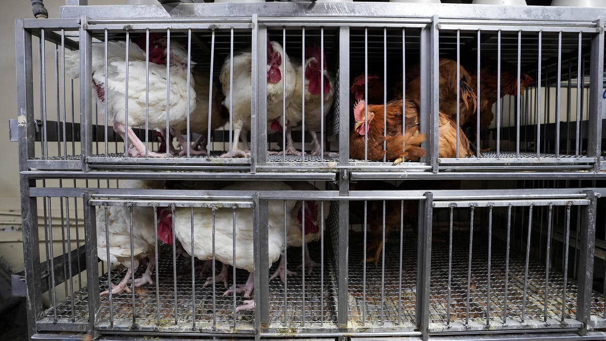 A bird flu vaccine for chickens is on its way