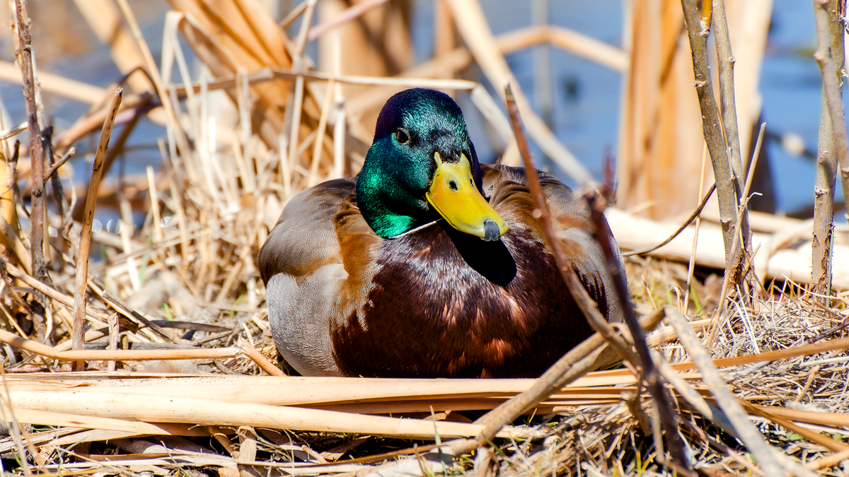 Duck Quacks Ass Off All Day To Come Home To This Shit