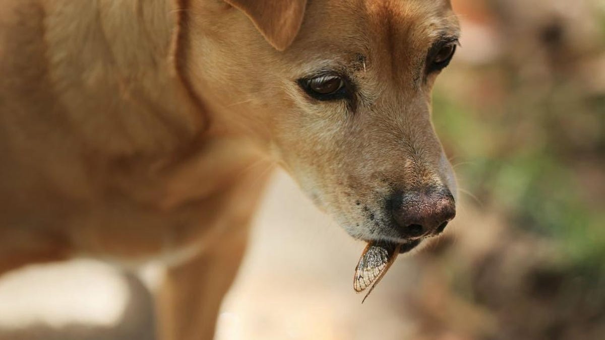 How To Eat Cicadas Without The Natures Gushers Effect