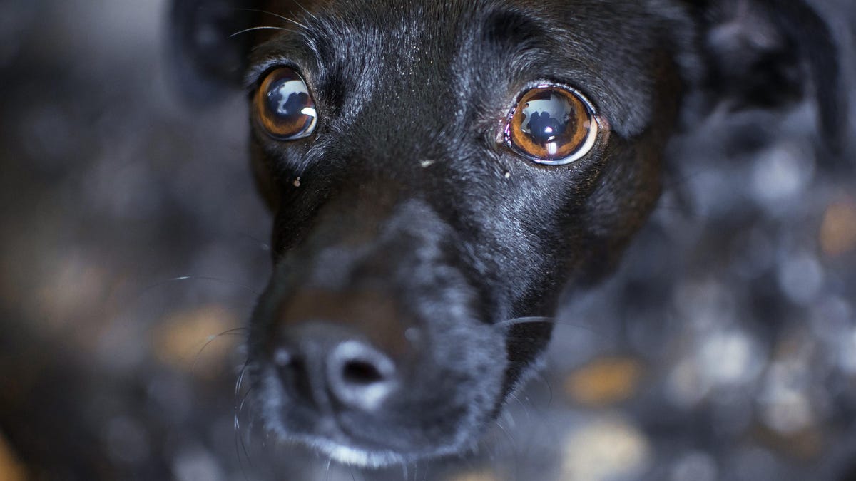 photo of Dogs in Several States Are Coming Down With a Mysterious Illness image