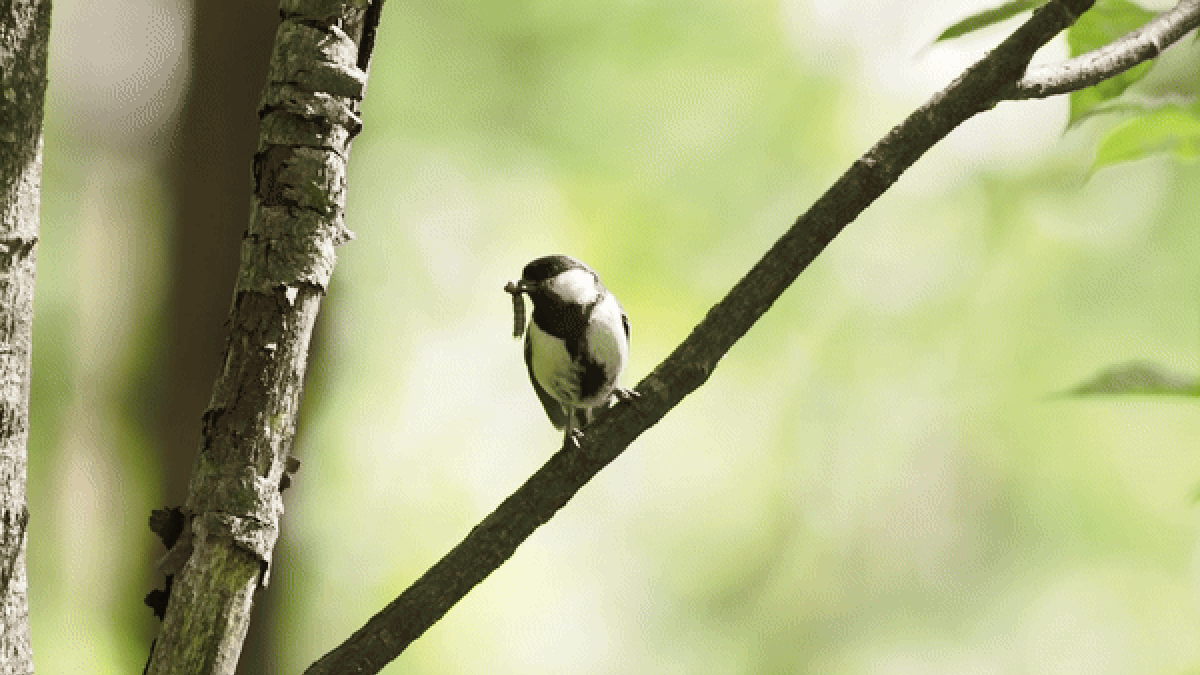 Estos pájaros hacen un gesto cortés ‘después de ti’ en un comportamiento nunca antes documentado