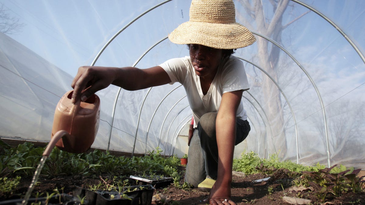 Urban farming is booming, but what does it really yield?