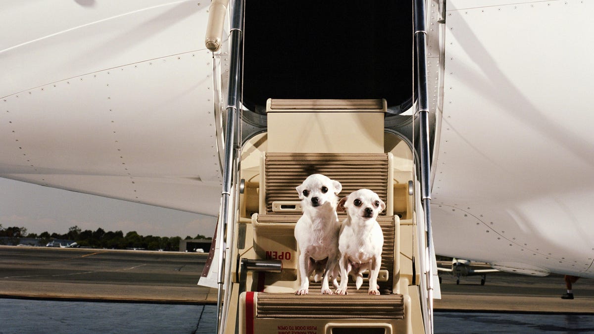 Bark, el nuevo servicio aéreo para perros, despega