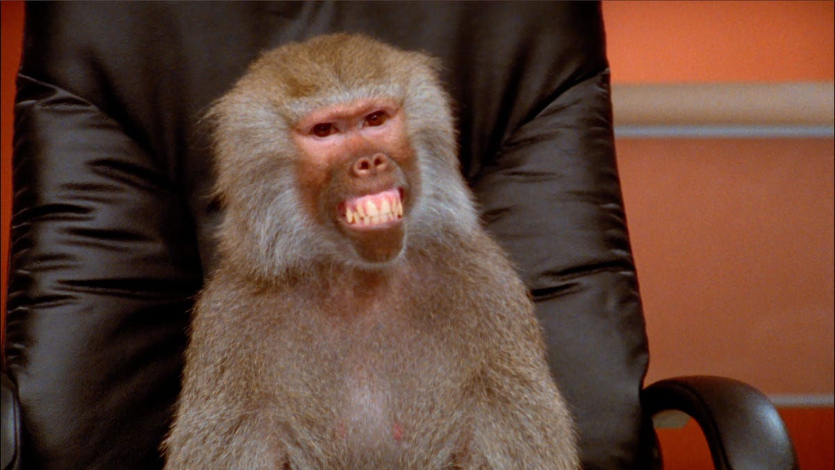 The story behind those office monkey GIFs that are suddenly everywhere