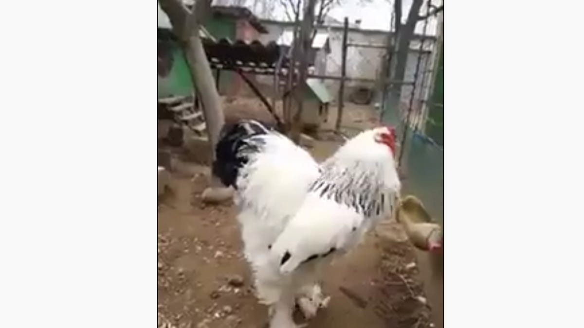 Giant Brahma roosters 