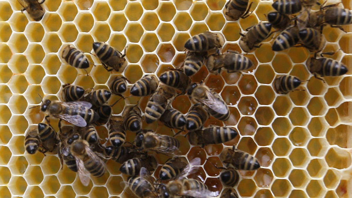 We are only beginning to understand the recent, mysterious honey bee die offs