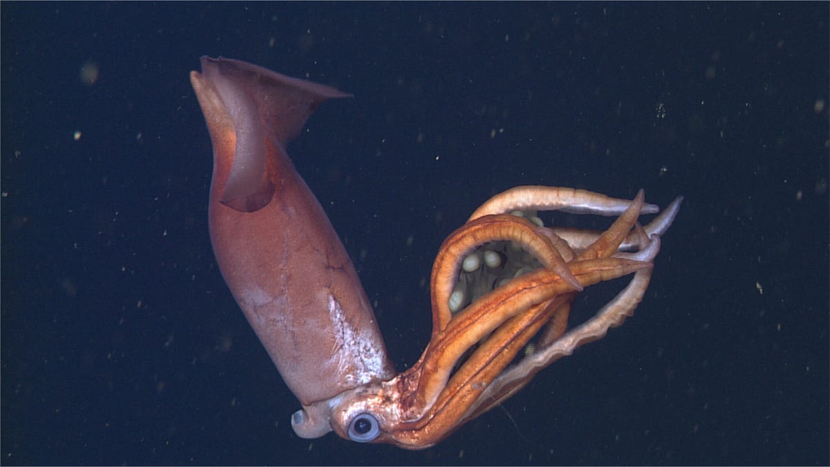 Недавно обнаруженный глубоководный кальмар жертвует собой, чтобы сохранить свои гигантские яйца в безопасности