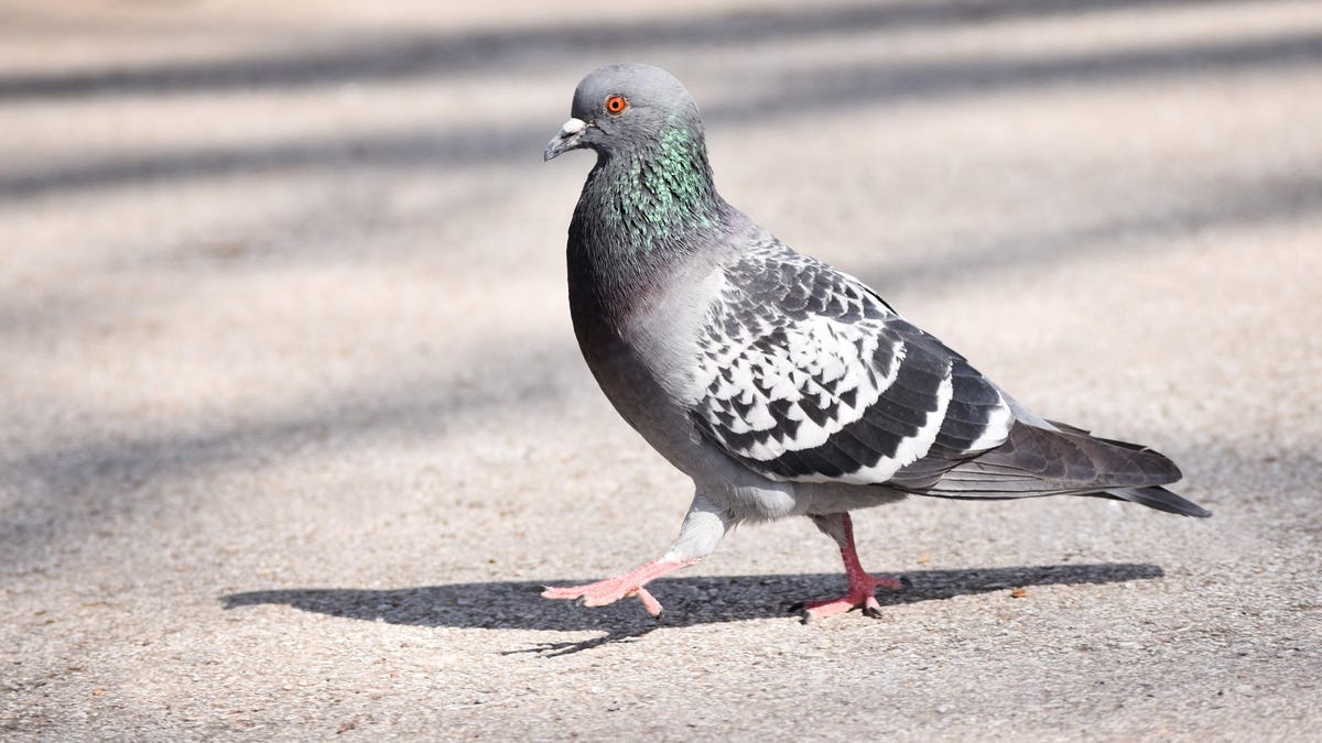 Pigeon Suspected of Being Chinese Spy Released From Captivity