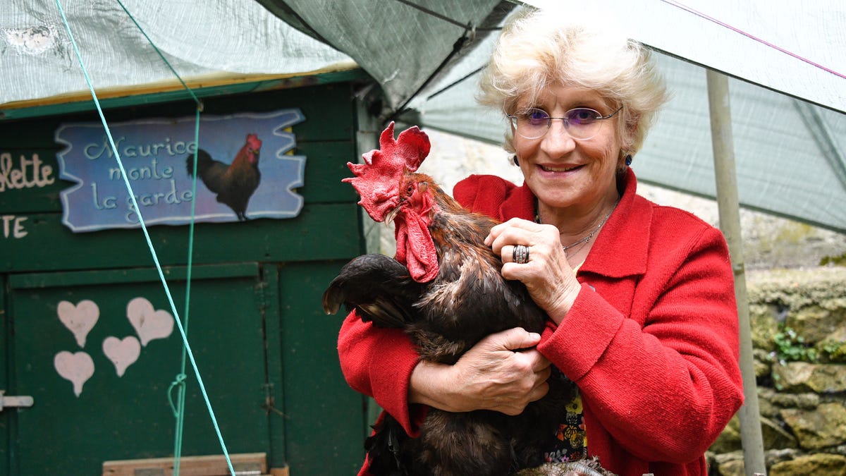 How a rooster named Maurice came to symbolize France’s growing divide