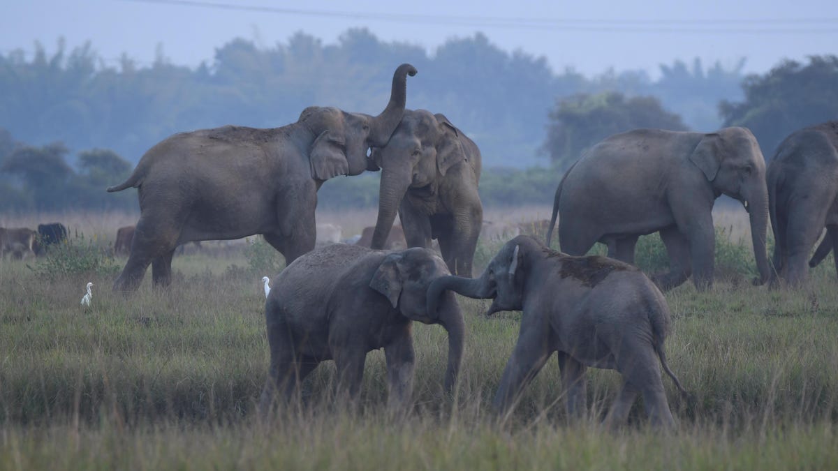 Stado malezyjskich słoni depcze samochód po tym, jak jego kierowca potrącił słonia