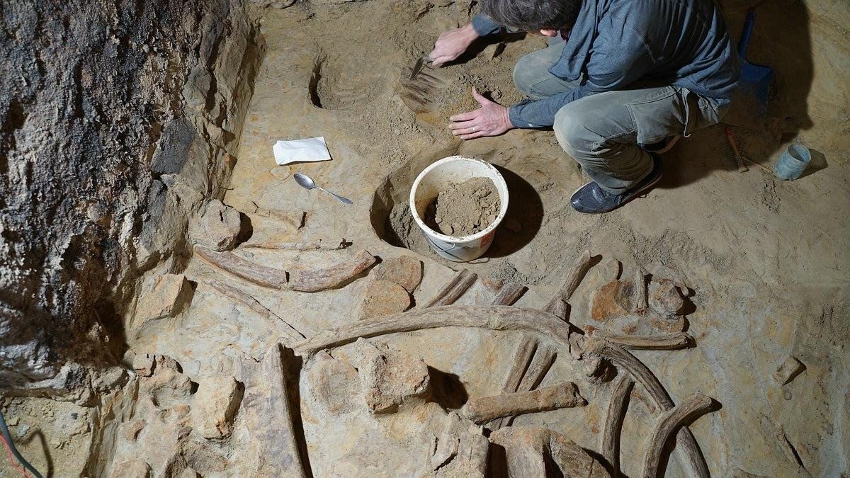 Drei Mammutskelette in einem Weinkeller entdeckt
