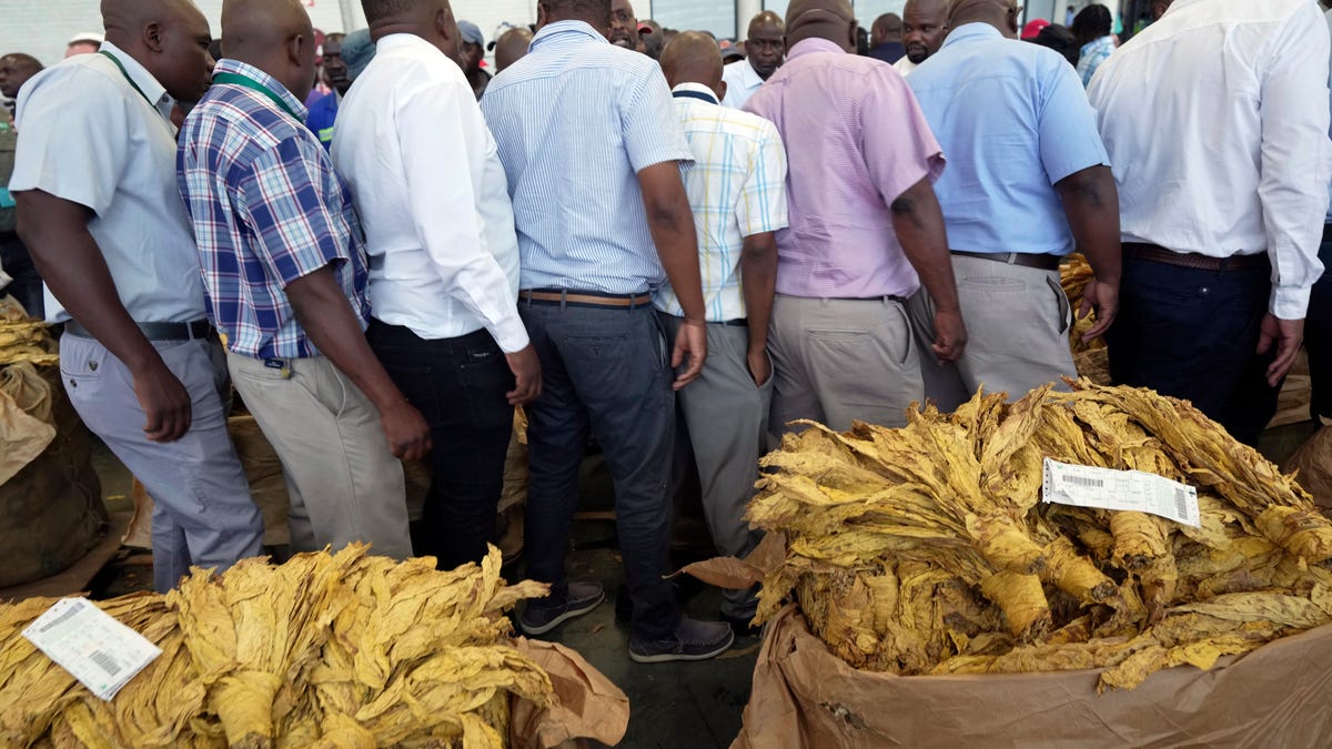 Zimbabwe predicts a sharp decline in tobacco crop as El Niño takes toll ...