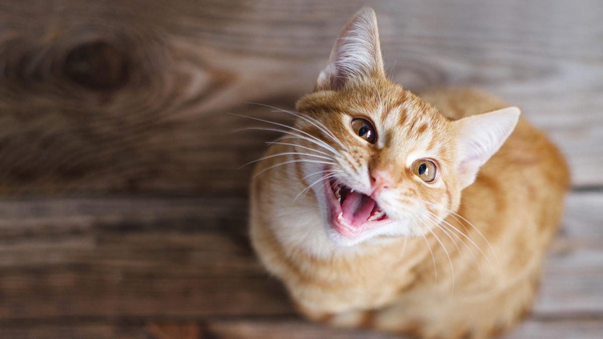 Your Cats Can Tell When You're Speaking to Them