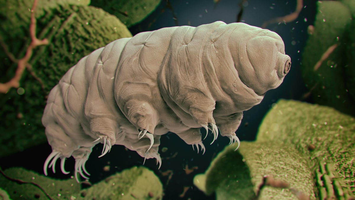 The nearly invincible tardigrades have a secret chemical weapon