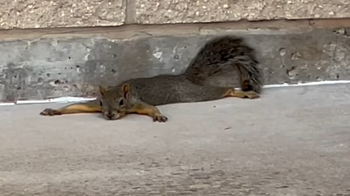 These 7 Funny Animal GIFs Teach You New York City Survival, News