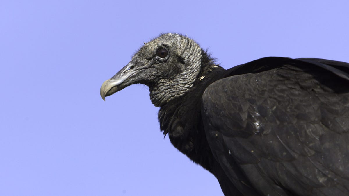 Vulture feces corroding CBP radio tower on US-Mexico border