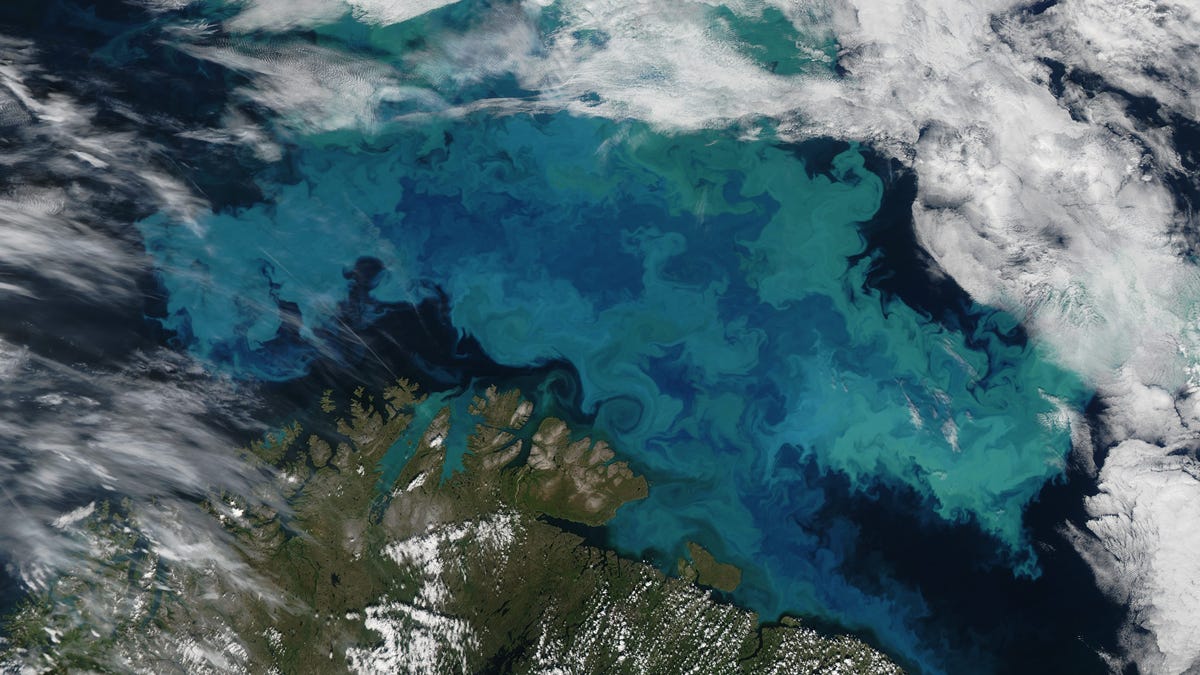 World s oceans. Распространение фитопланктона на космическом снимке. Цветение фитопланктона в черном море. Воздушный океан земли. Фитопланктон Тихого океана фото.