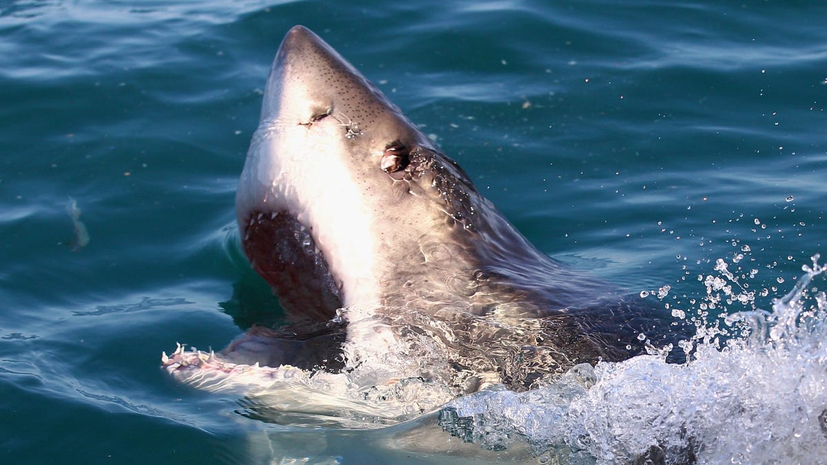 Airlines cover their jets with artificial shark skin to reduce emissions