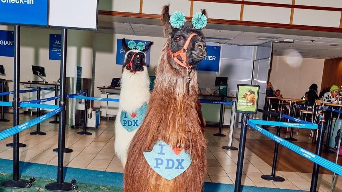 Portland Airport’s Llama Therapy Is Not Expansive Enough