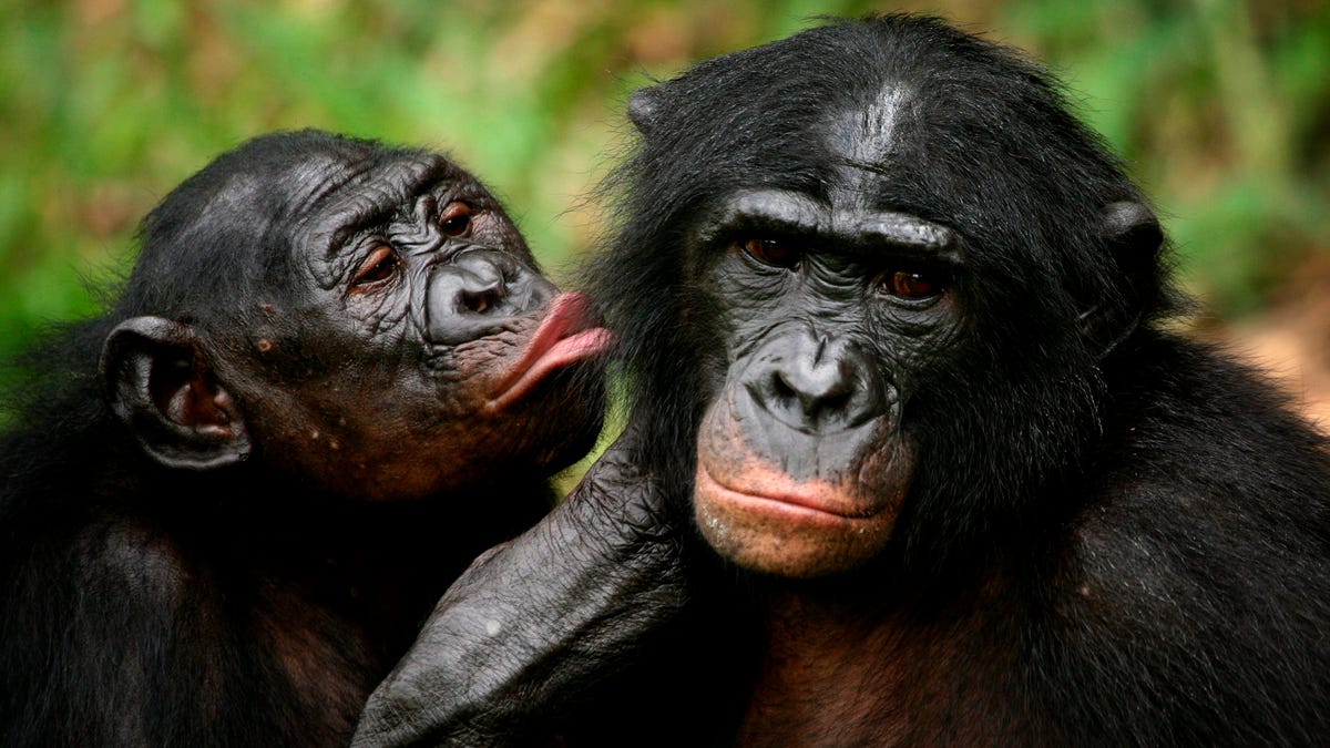 Scientists assumed that patriarchy was only natural. Bonobos proved them wrong