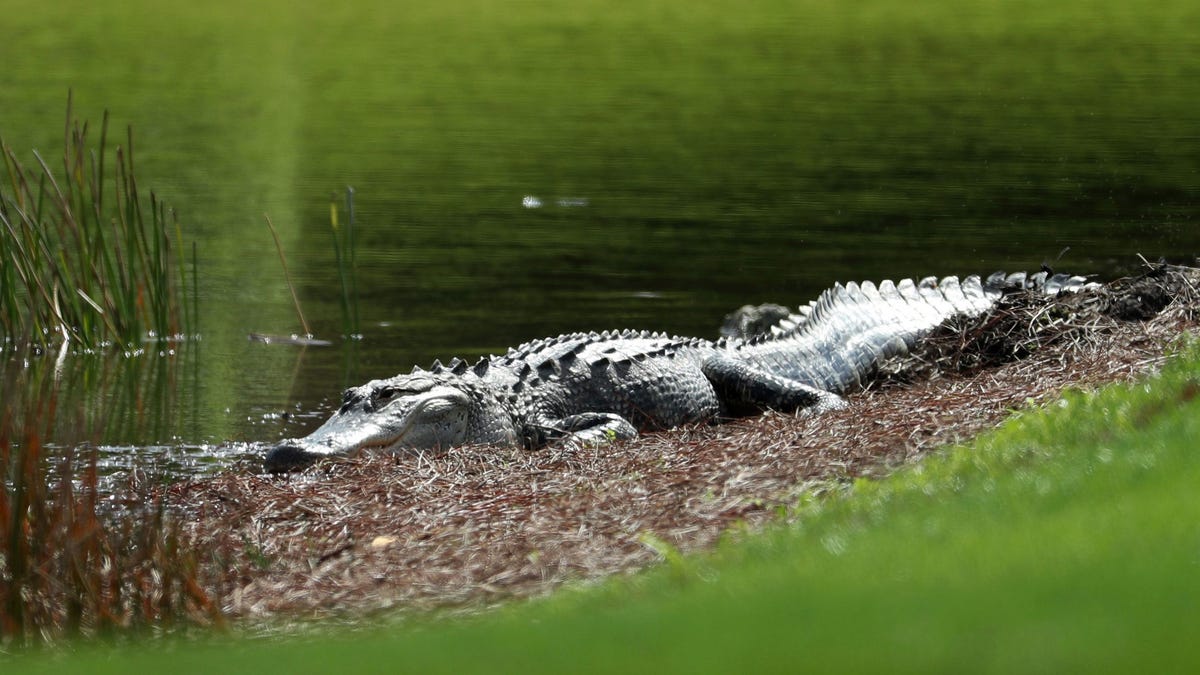 The ghosts of nature’s past are making a comeback