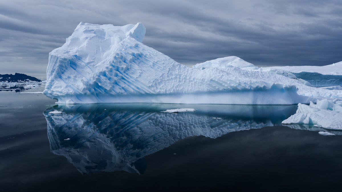 QZ&A: Antarctic scientists and ecologist Ari Friedlaender gives his ...