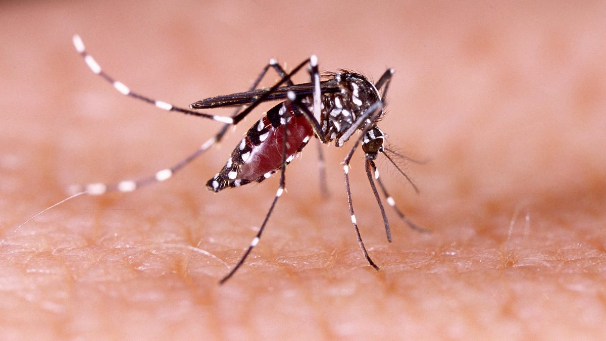 Una nueva versión del dengue azota Florida: brotes ‘sin precedentes’