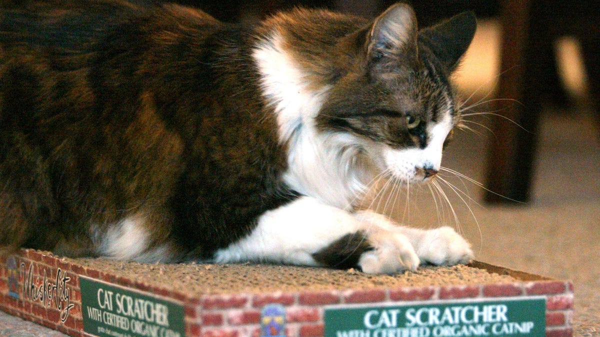 Stop Your Cat From Scratching Furniture With These Science-Backed Strategies